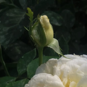 Pоза Ерени - бял - Чайно хибридни рози 